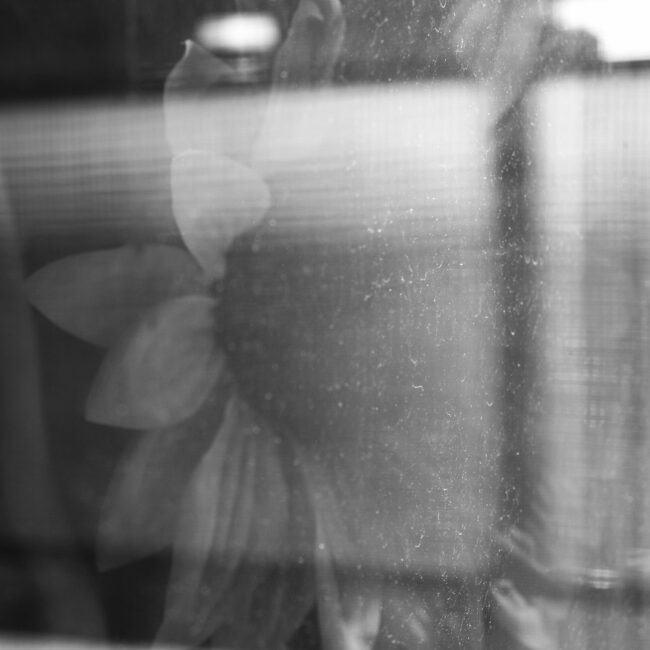 black and white photo of a reflection of a sunflower