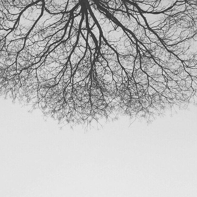 a black and white photo of a tree without leaves upside down
