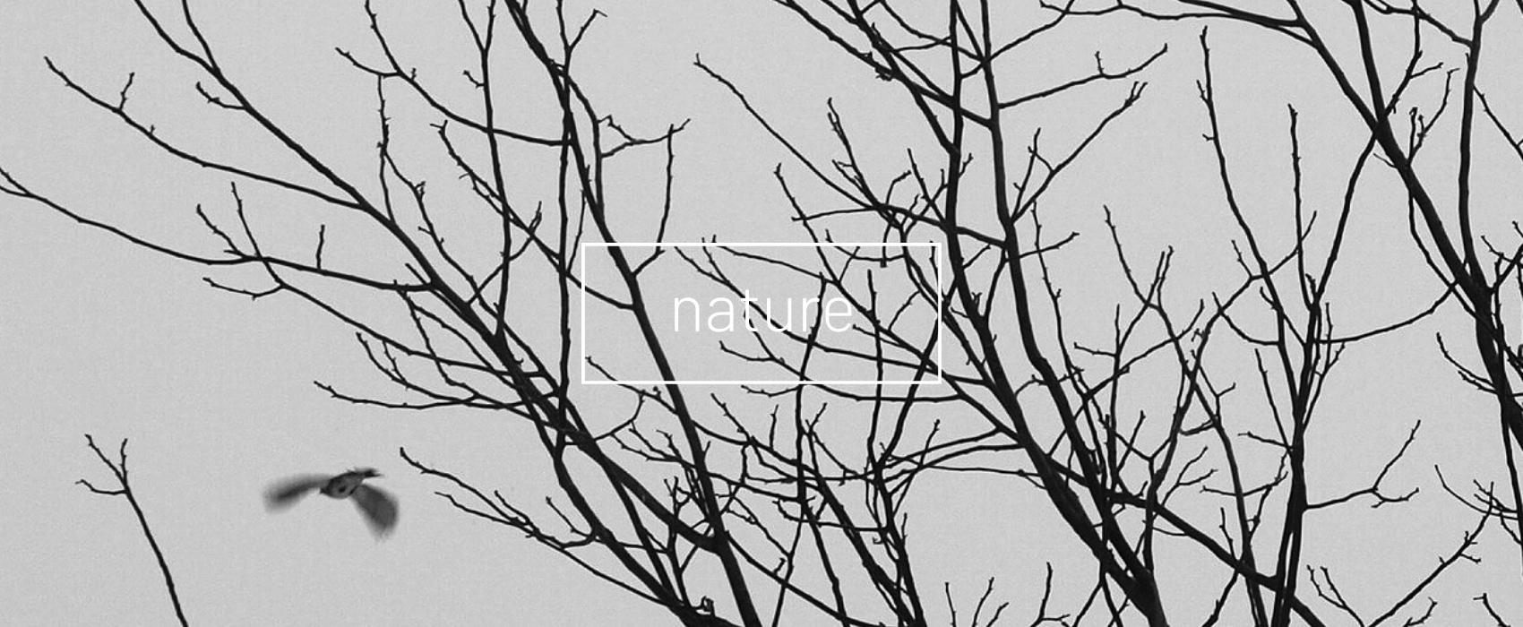 black and white photo of top of trees and birds flying