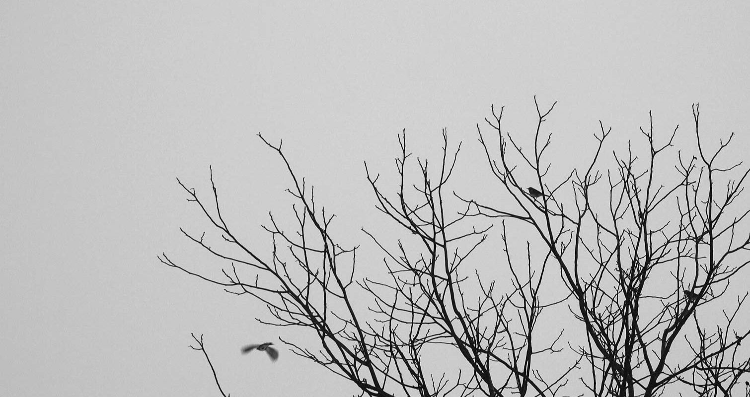 black and white photo of top of trees and birds flying