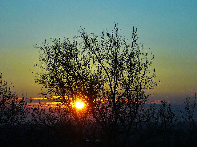 sunset with the sun shining through a tree