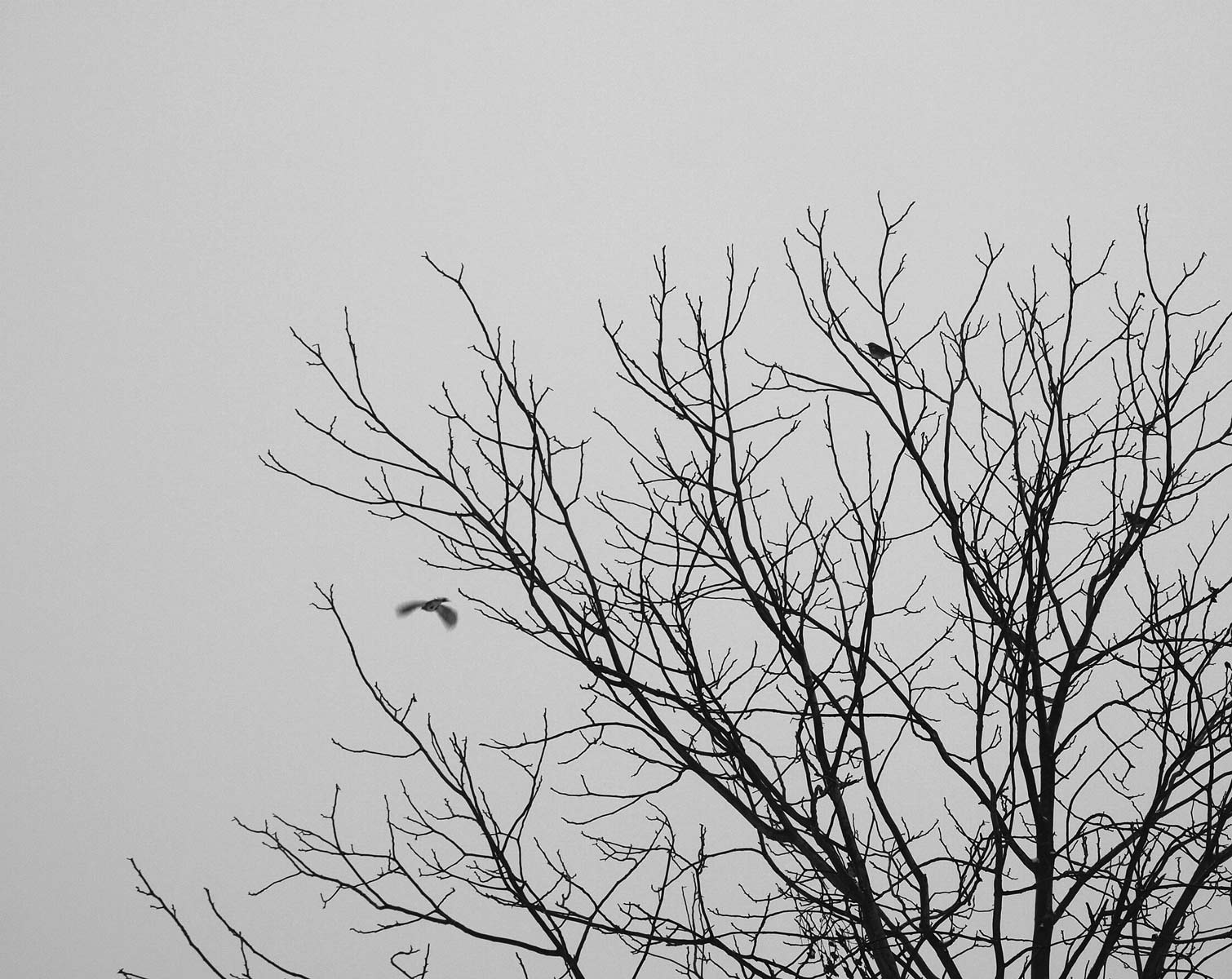 black and white photo of top of trees and birds flying