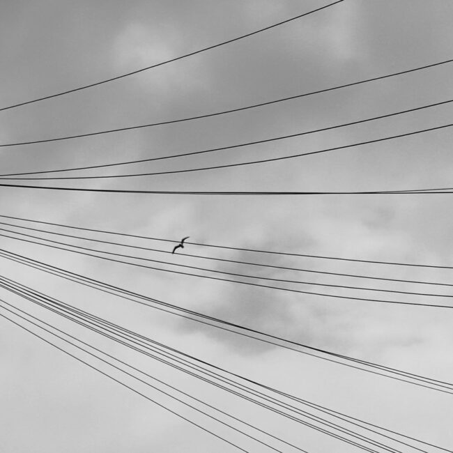 Black and white urban photo about cables and a bird flying.